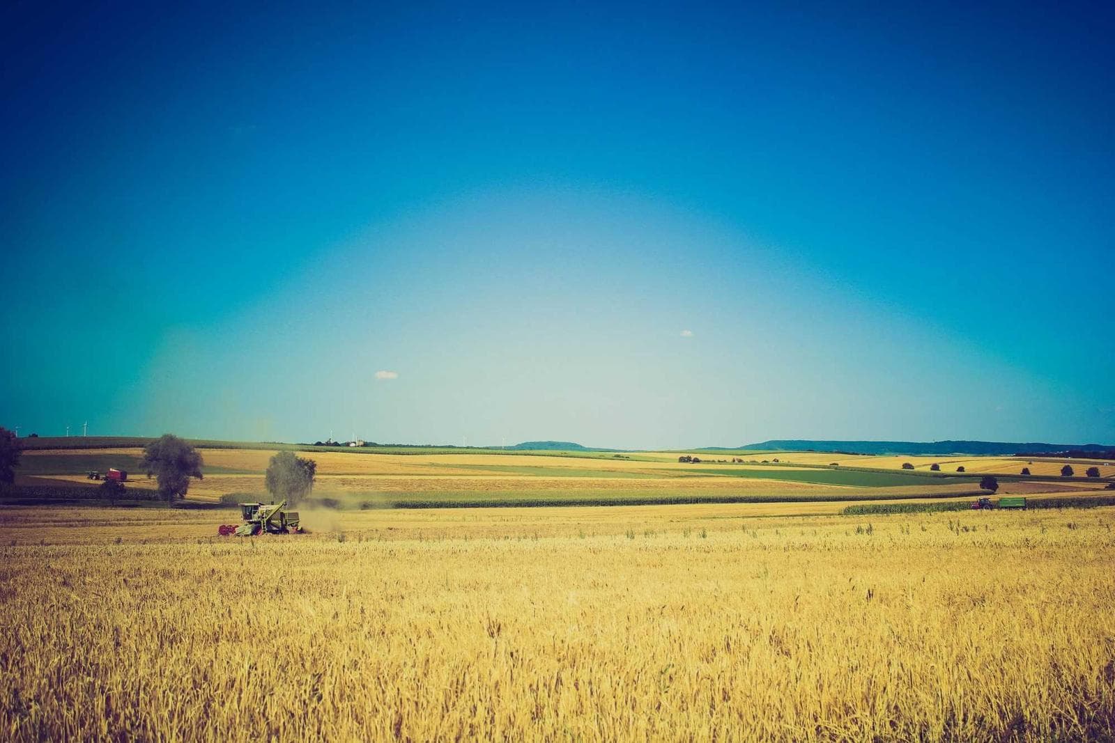 Un poney devant le granit